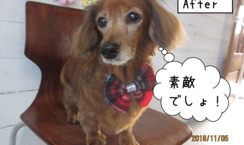 おすましミニチュアダックス