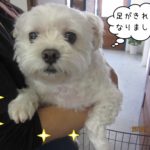 のんびりマルチーズ