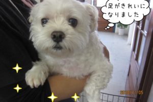 のんびりマルチーズ