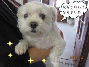 のんびりマルチーズ