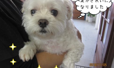 のんびりマルチーズ