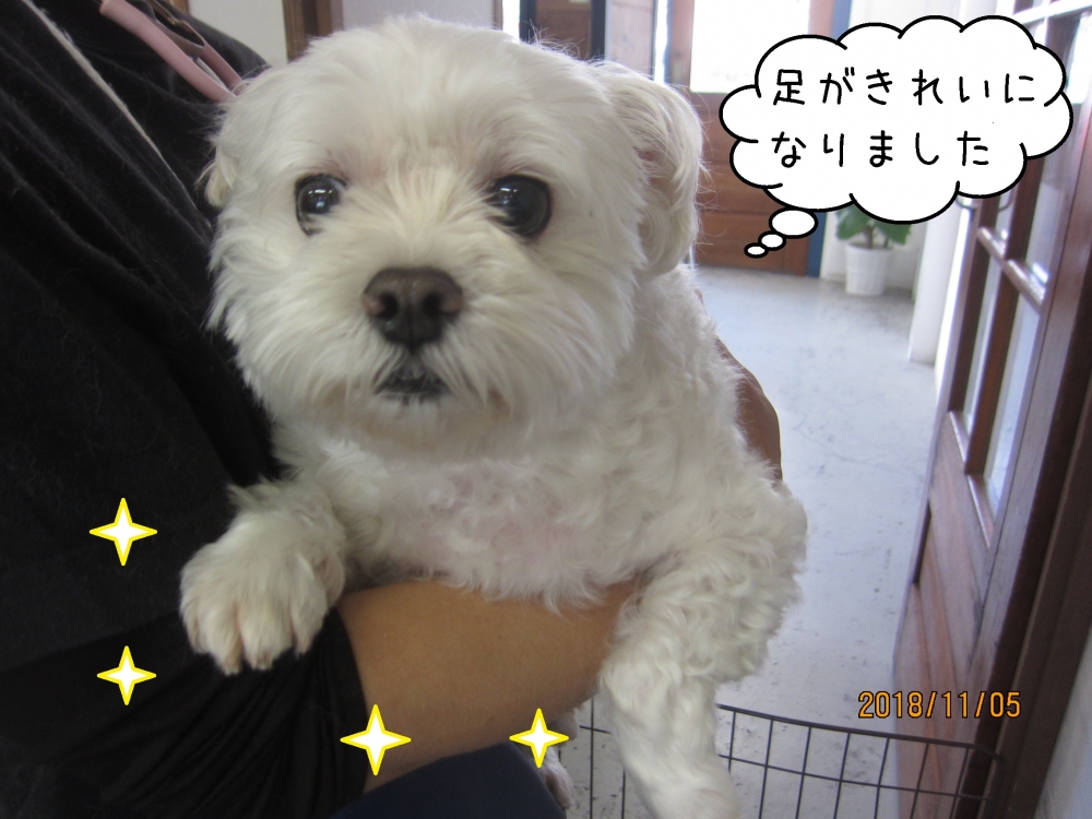 のんびりマルチーズ