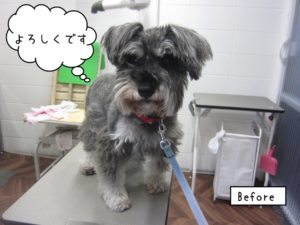 カット前Mシュナ