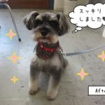 えっへんMシュナ