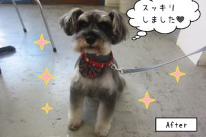 えっへんMシュナ