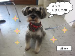 えっへんMシュナ