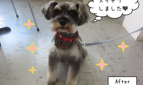 えっへんMシュナ