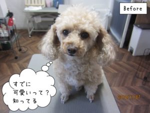 カット前トイプードル