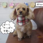 おすましトイプードル