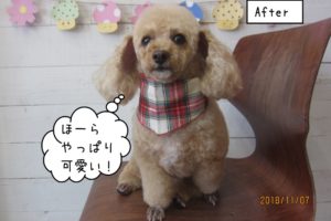 おすましトイプードル