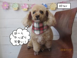 おすましトイプードル