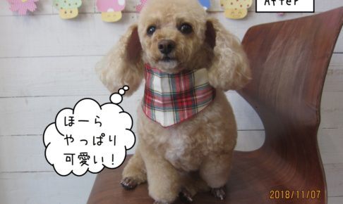 おすましトイプードル