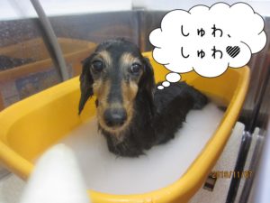 スパ中ミニチュアダックス