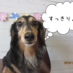 すっきりミニチュアダックス