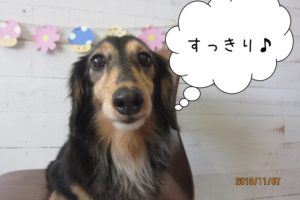 すっきりミニチュアダックス