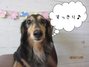 すっきりミニチュアダックス