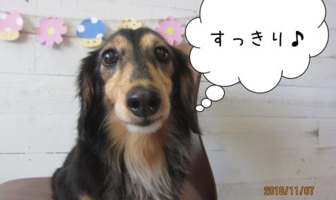 すっきりミニチュアダックス