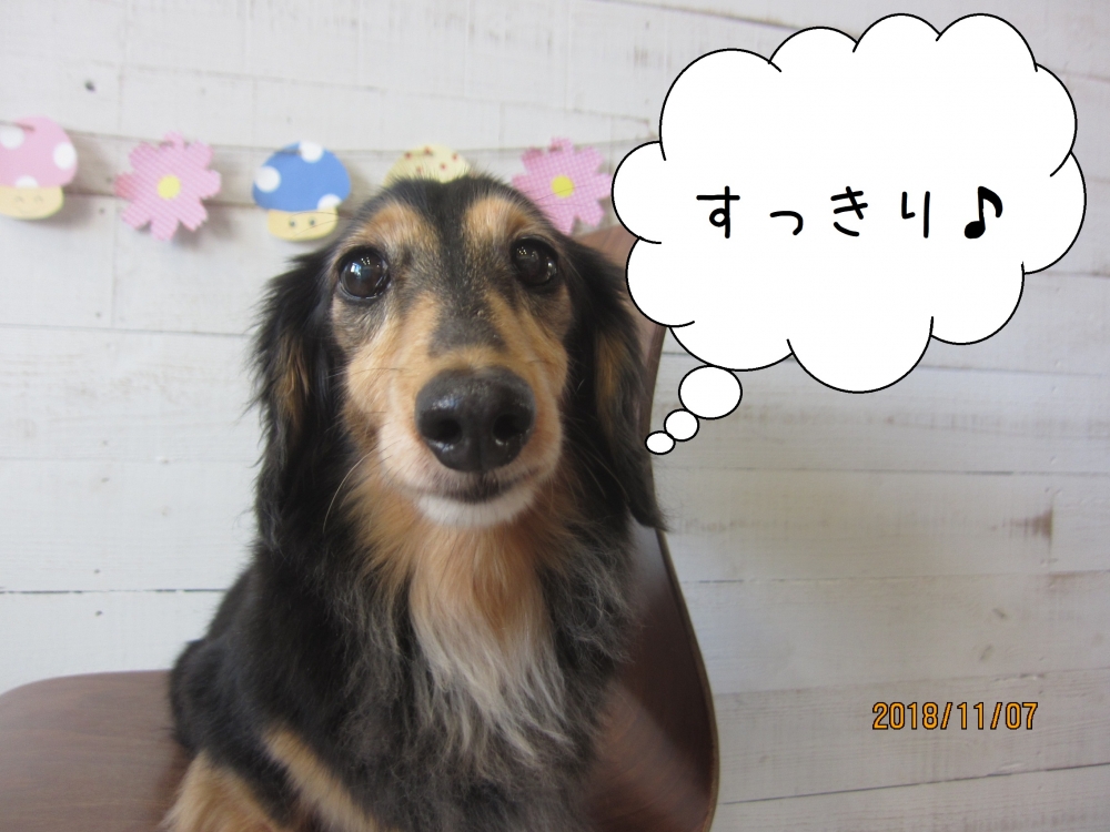 すっきりミニチュアダックス