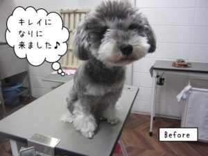 カット前Mシュナ