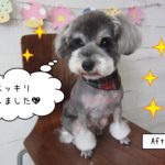 チェックバンダナMシュナ