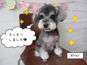 チェックバンダナMシュナ