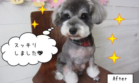 チェックバンダナMシュナ