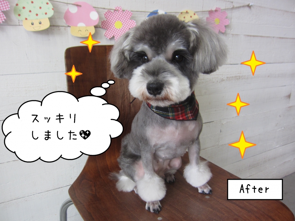 チェックバンダナMシュナ