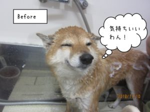 シャンプー中柴犬