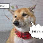 にっこり柴犬
