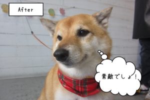にっこり柴犬