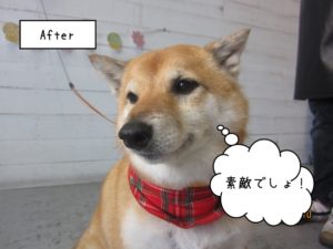 にっこり柴犬