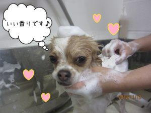 シャンプー中チワワ