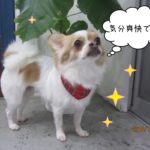 上を向くチワワ