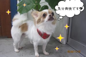 上を向くチワワ