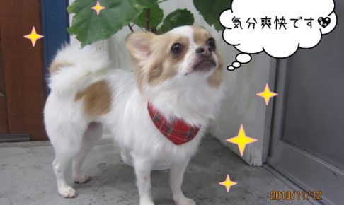 上を向くチワワ