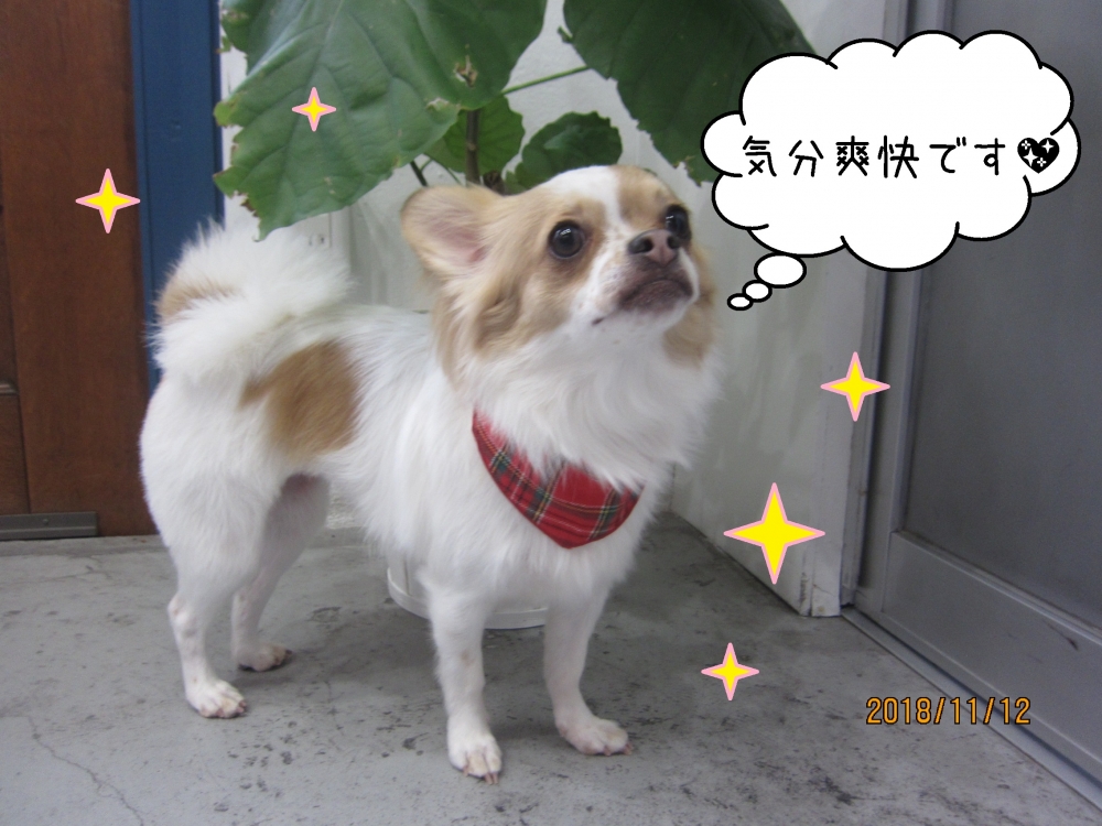 上を向くチワワ