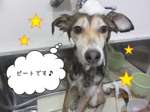 シャンプー中ミックス