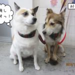 仲良しミックス