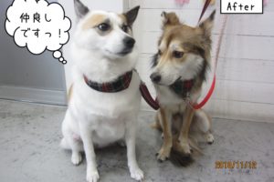 仲良しミックス