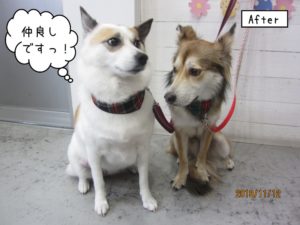 仲良しミックス