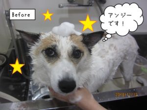 カット前ミックス