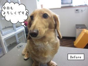 カット前ミニチュアダックス