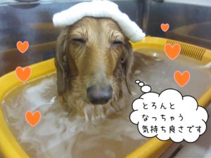 スパ中ミニチュアダックス