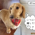 おすましミニチュアダックス