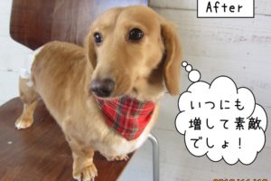 おすましミニチュアダックス