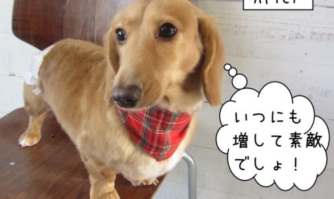 おすましミニチュアダックス