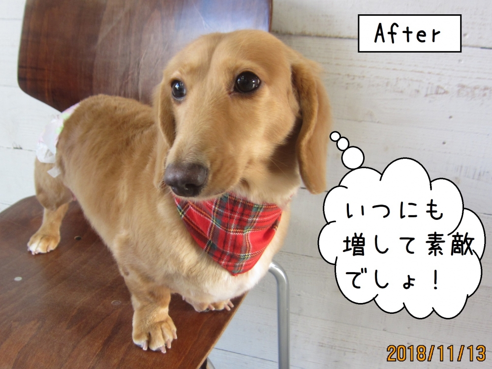 おすましミニチュアダックス