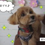 おすましミックス