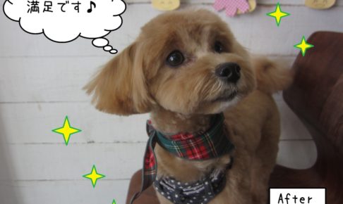 おすましミックス