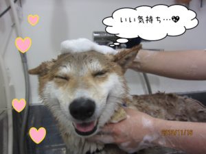 シャンプー中柴犬